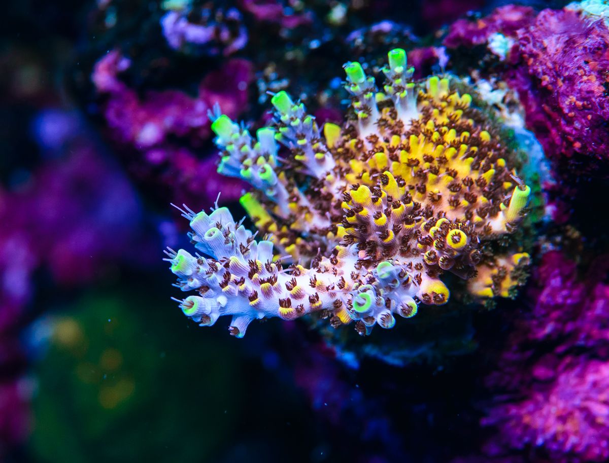 New Release!!! WWC Afterparty Acropora!!!